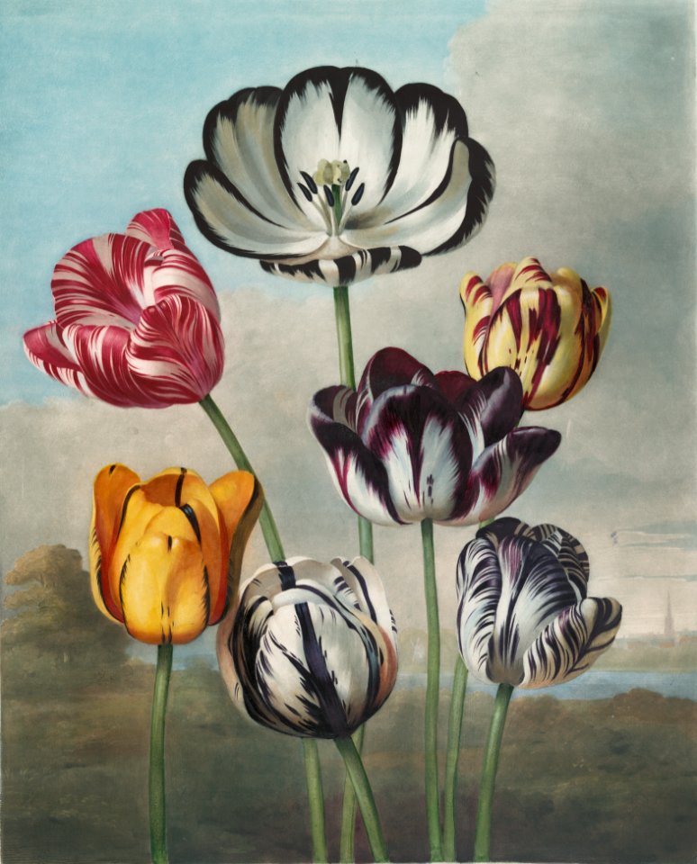 A group of tulips