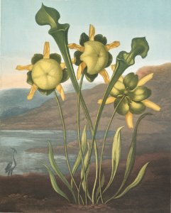 Pitcher plant