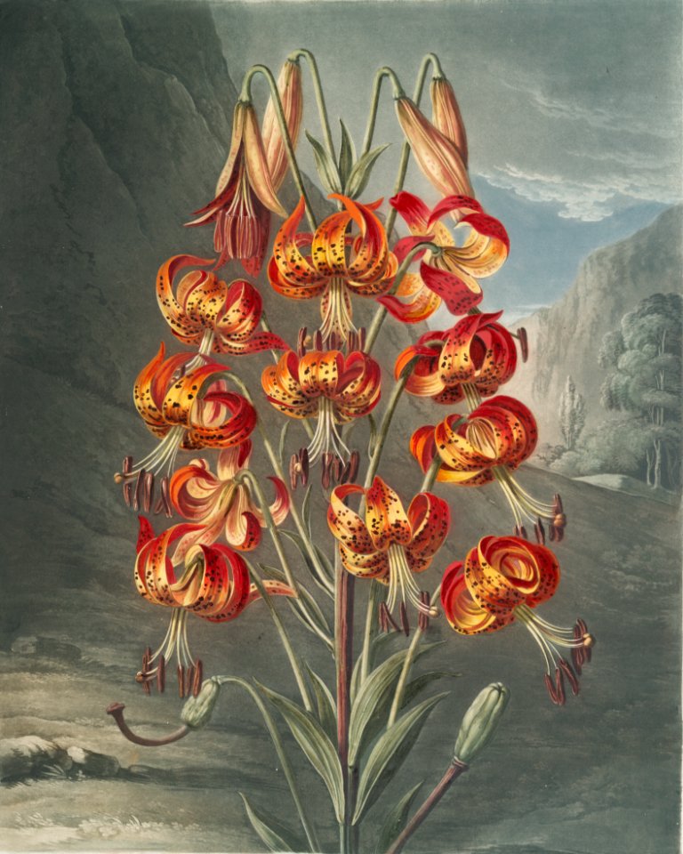 The superb lily