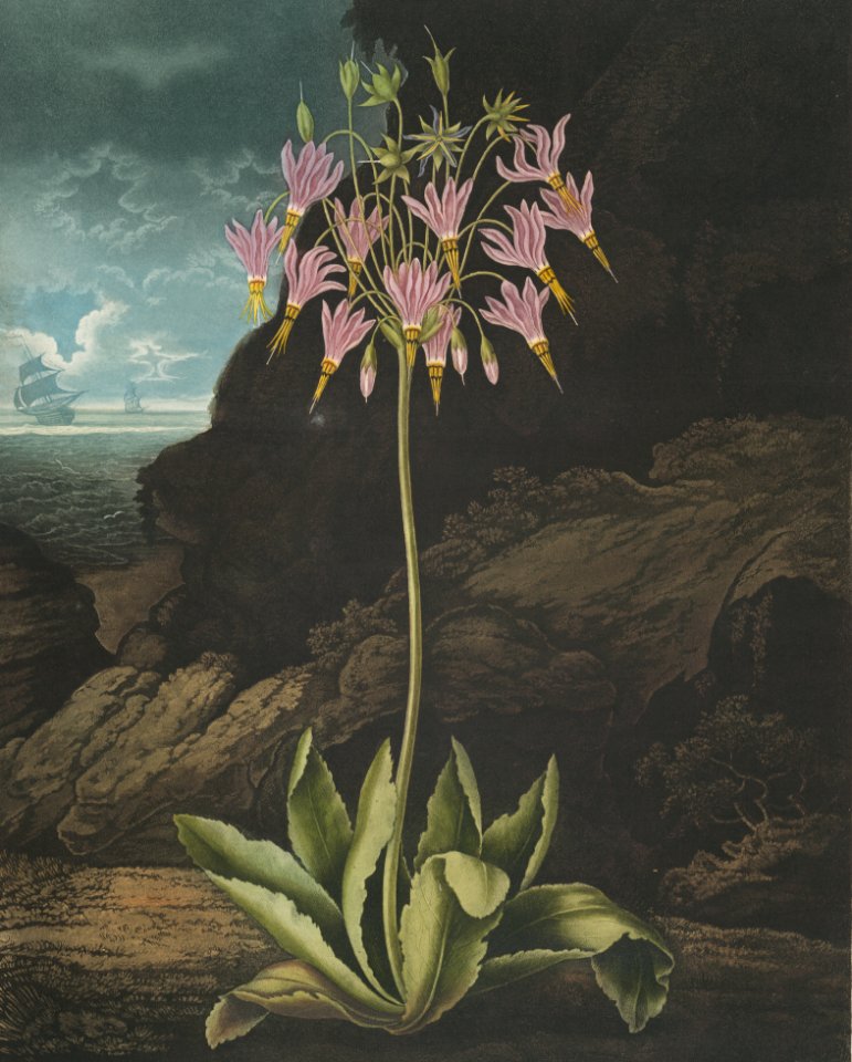The American cowslip