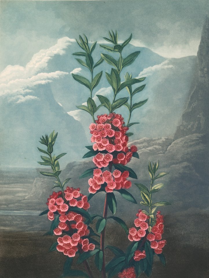 Narrow leaved kalmia