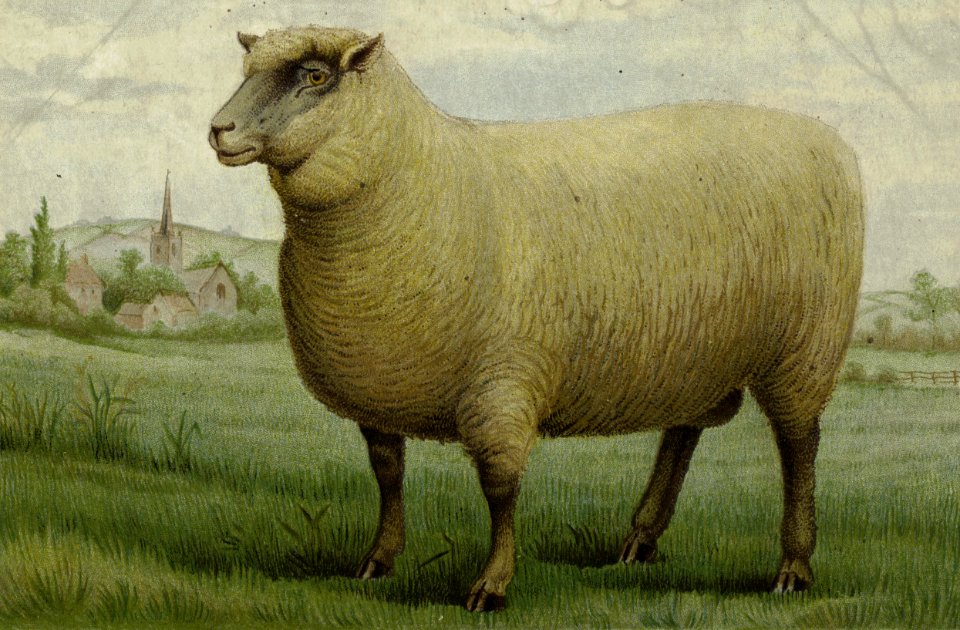 Sheep