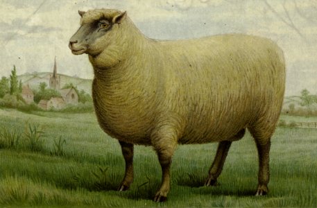 Sheep