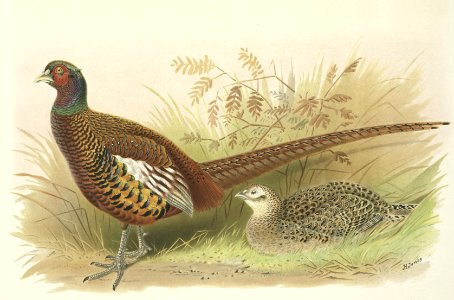Prince of Wales's Pheasant
