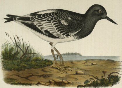 Strepsilas melanocephalus (Black headed Turnstone)