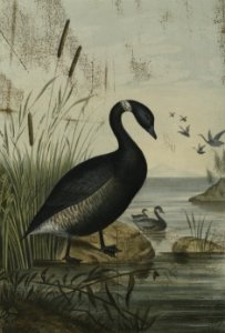 Bernicla nigricans the Black Brant