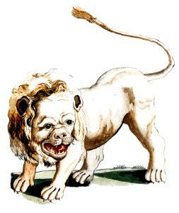 A lion by Johan Teyler (1648-1709).. Free illustration for personal and commercial use.