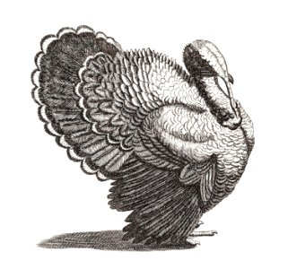 A Turkey by Johan Teyler (1648-1709).. Free illustration for personal and commercial use.