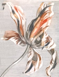Tulip by Johan Teyler (1648-1709).. Free illustration for personal and commercial use.