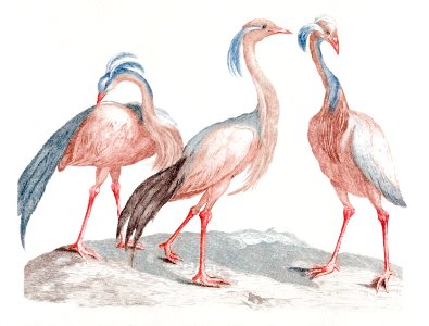 Miss Crane Birds by Johan Teyler (1648-1709).. Free illustration for personal and commercial use.