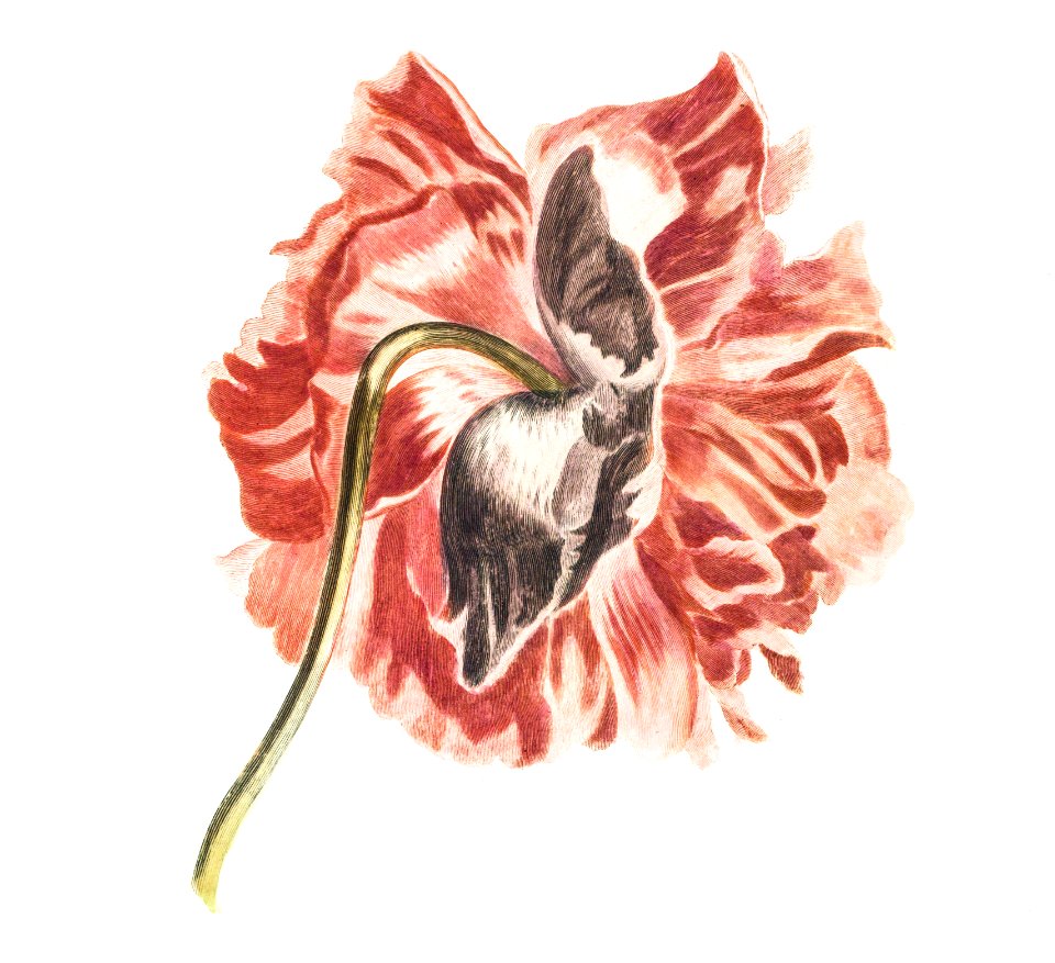 A peony by Johan Teyler (1648-1709).