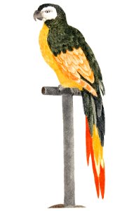 Parrot on Stick by Johan Teyler (1648-1709).. Free illustration for personal and commercial use.