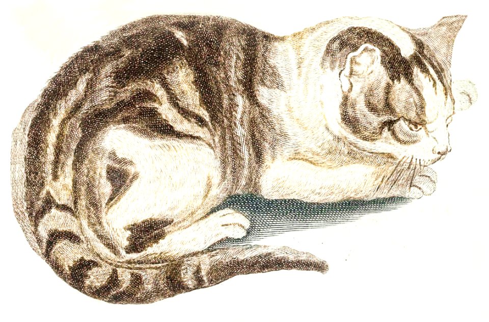 A cat by Johan Teyler (1648-1709).