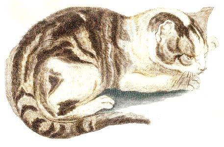 A cat by Johan Teyler (1648-1709).. Free illustration for personal and commercial use.