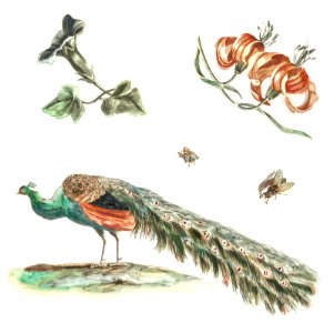 Convolvulus, Lilies, Two Flies and a Peacock by Johan Teyler (1648-1709).. Free illustration for personal and commercial use.