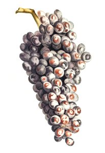 A bunch of grapes by Johan Teyler (1648-1709).. Free illustration for personal and commercial use.