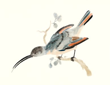 Hummingbird (1688-1698) by Johan Teyler (1648-1709).