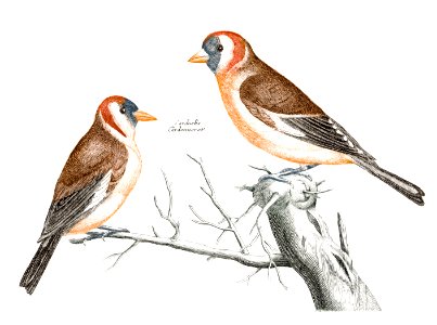 Goldfinches (1688-1698) by Johan Teyler(1648-1709).. Free illustration for personal and commercial use.