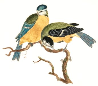 A Blue Tit and a Great Tit by Johan Teyler (1648-1709).. Free illustration for personal and commercial use.