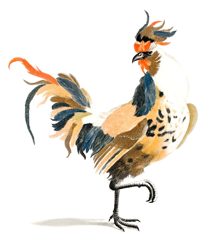 A Cock by Johan Teyler (1648-1709).