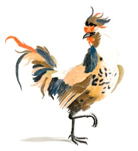A Cock by Johan Teyler (1648-1709).. Free illustration for personal and commercial use.