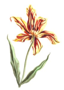 A tulip by Johan Teyler (1648-1709).. Free illustration for personal and commercial use.
