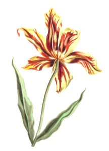 A tulip by Johan Teyler (1648-1709).