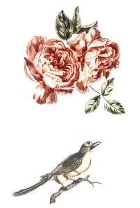 Two roses and a bird by Johan Teyler (1648-1709).