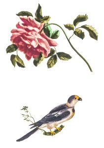 Rose and a Parakeet by Johan Teyler (1648-1709).. Free illustration for personal and commercial use.