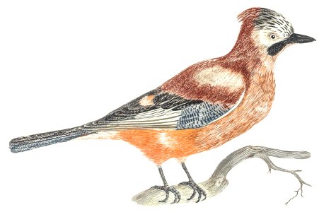 A Jay by Johan Teyler (1648-1709).. Free illustration for personal and commercial use.