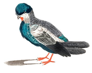 Pigeon by Johan Teyler (1648-1709).. Free illustration for personal and commercial use.