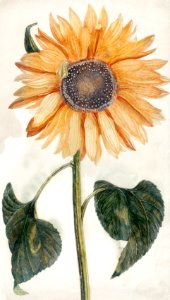 Sunflower (1688-1698) by Johan Teyler (1648-1709).. Free illustration for personal and commercial use.