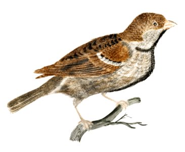 A Sparrow by Johan Teyler (1648-1709).. Free illustration for personal and commercial use.