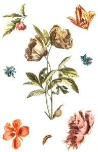 Various flowers and a caterpillar by Johan Teyler (1648-1709).. Free illustration for personal and commercial use.