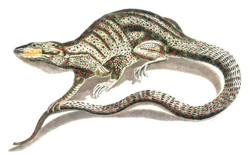 A lizard by Johan Teyler (1648-1709).. Free illustration for personal and commercial use.
