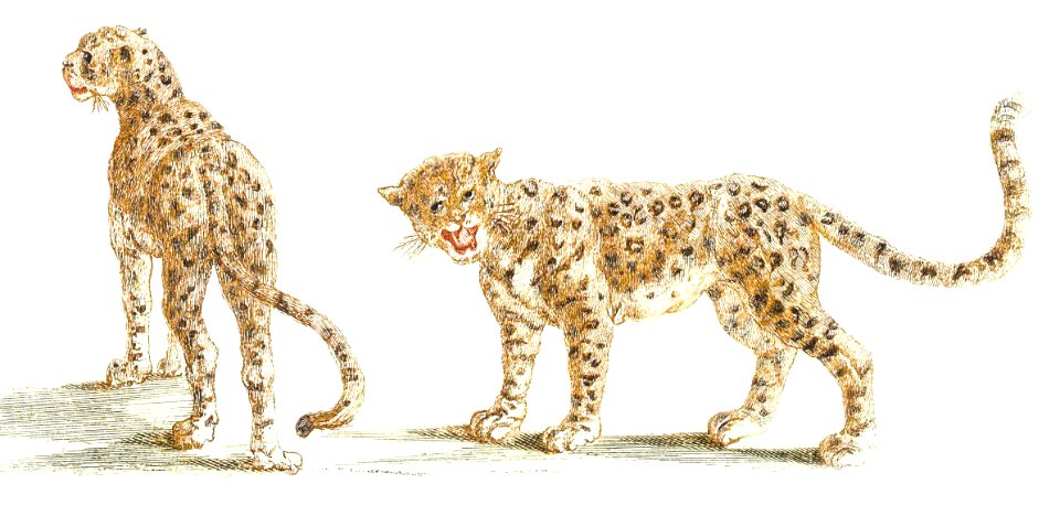 Two leopards by Johan Teyler (1648-1709).. Free illustration for personal and commercial use.