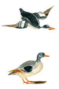 Ducks by Johan Teyler (1648-1709).. Free illustration for personal and commercial use.