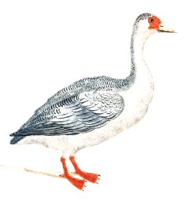 A Goose by Johan Teyler (1648-1709).. Free illustration for personal and commercial use.