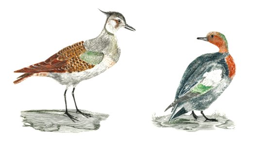 A Lapwing and a Duck by Johan Teyler (1648-1709).. Free illustration for personal and commercial use.