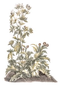 Blooming thistles by Johan Teyler (1648-1709).. Free illustration for personal and commercial use.