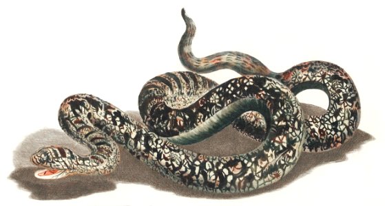 A snake by Johan Teyler (1648-1709).. Free illustration for personal and commercial use.