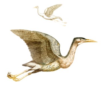 Crane and a Bittern by Johan Teyler (1648-1709).. Free illustration for personal and commercial use.
