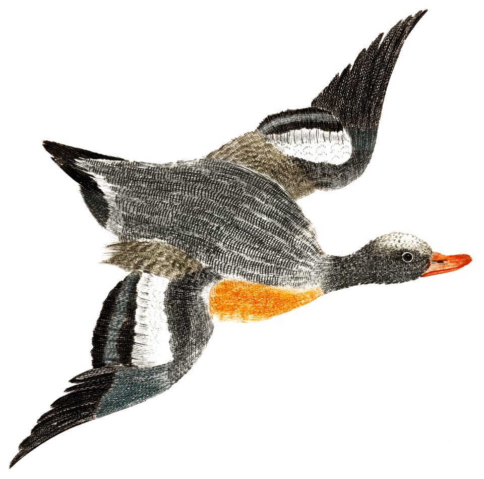Flying Wigeon by Johan Teyler (1648-1709).