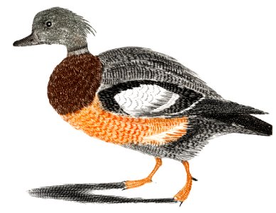 A Duck by Johan Teyler (1648-1709).. Free illustration for personal and commercial use.