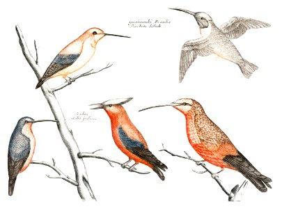 Five hummingbirds (1688-1698) by Johan Teyler (1648-1709).