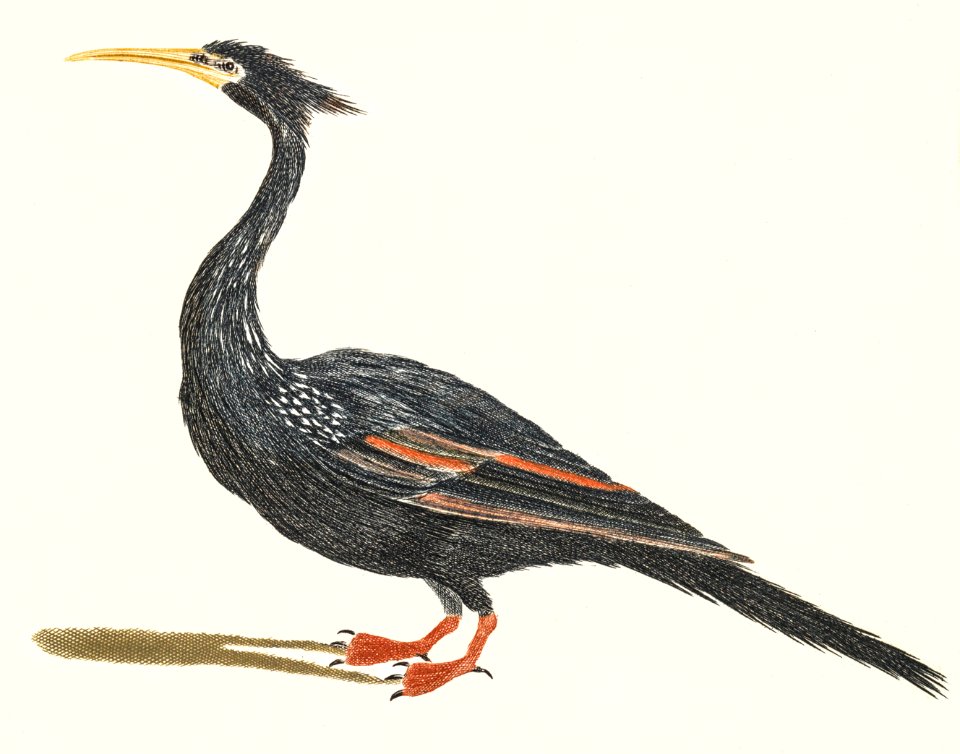 Water Bird by Johan Teyler (1648-1709).