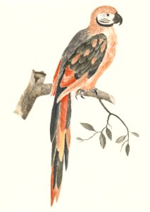 A Parrot on a Branch by Johan Teyler (1648-1709).. Free illustration for personal and commercial use.
