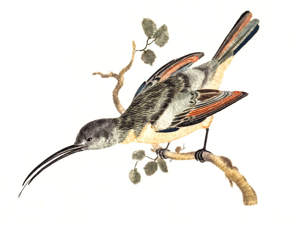Hummingbird (1688-1698) by Johan Teyler (1648-1709).