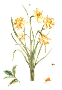Five daffodils by Johan Teyler (1648-1709).. Free illustration for personal and commercial use.