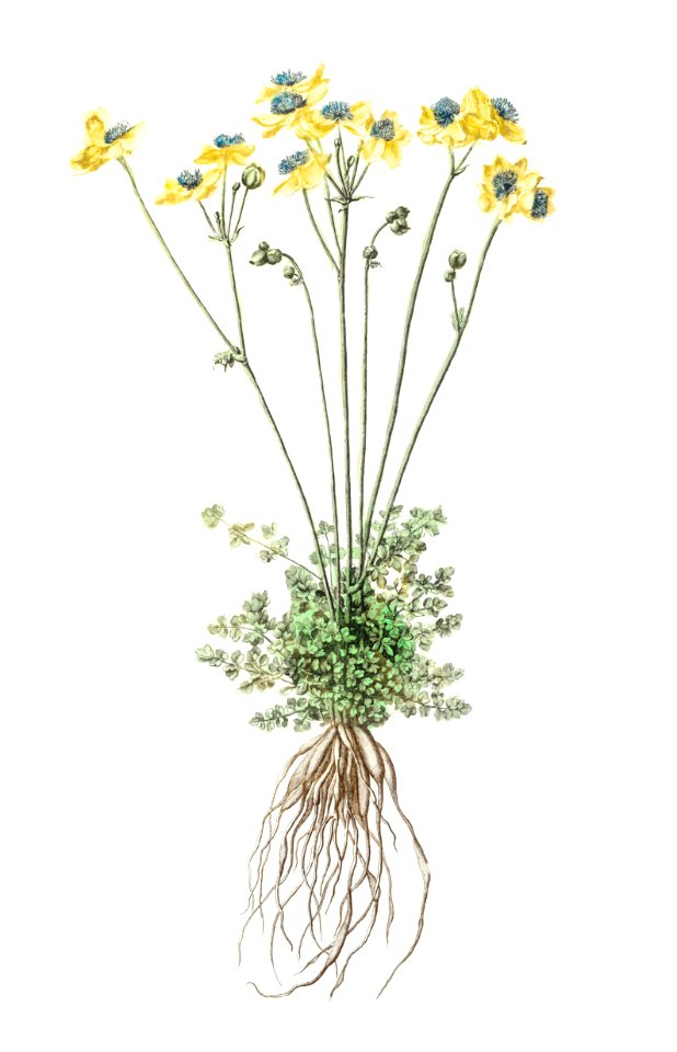 Yellow flowers with roots by Johan Teyler (1648-1709).